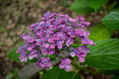 紫陽花