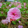 落ち桜