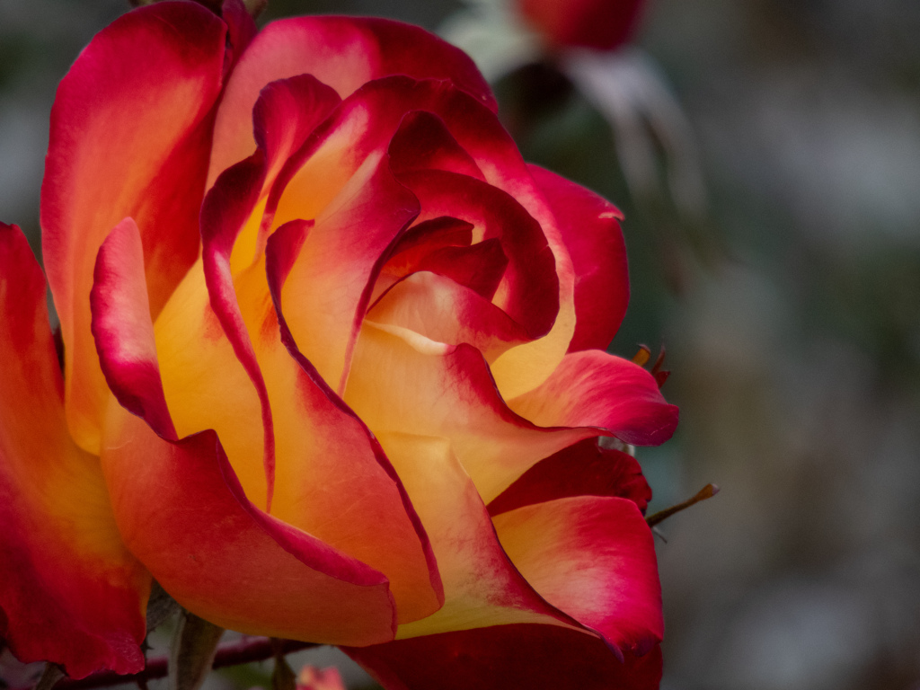 薔薇