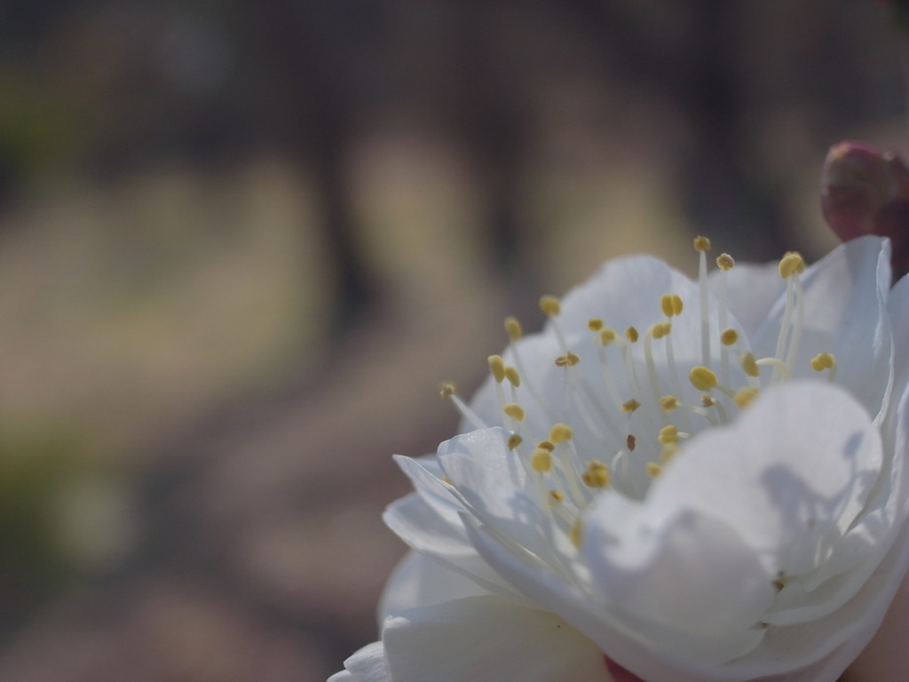 大阪城公園にて