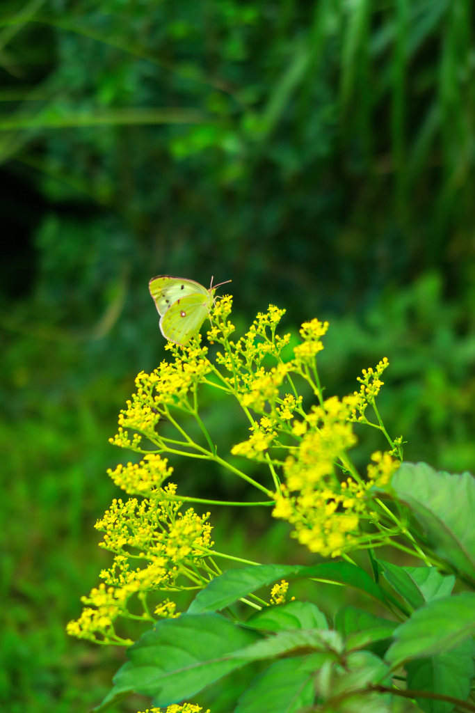 万博記念公園にて