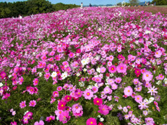 花の丘