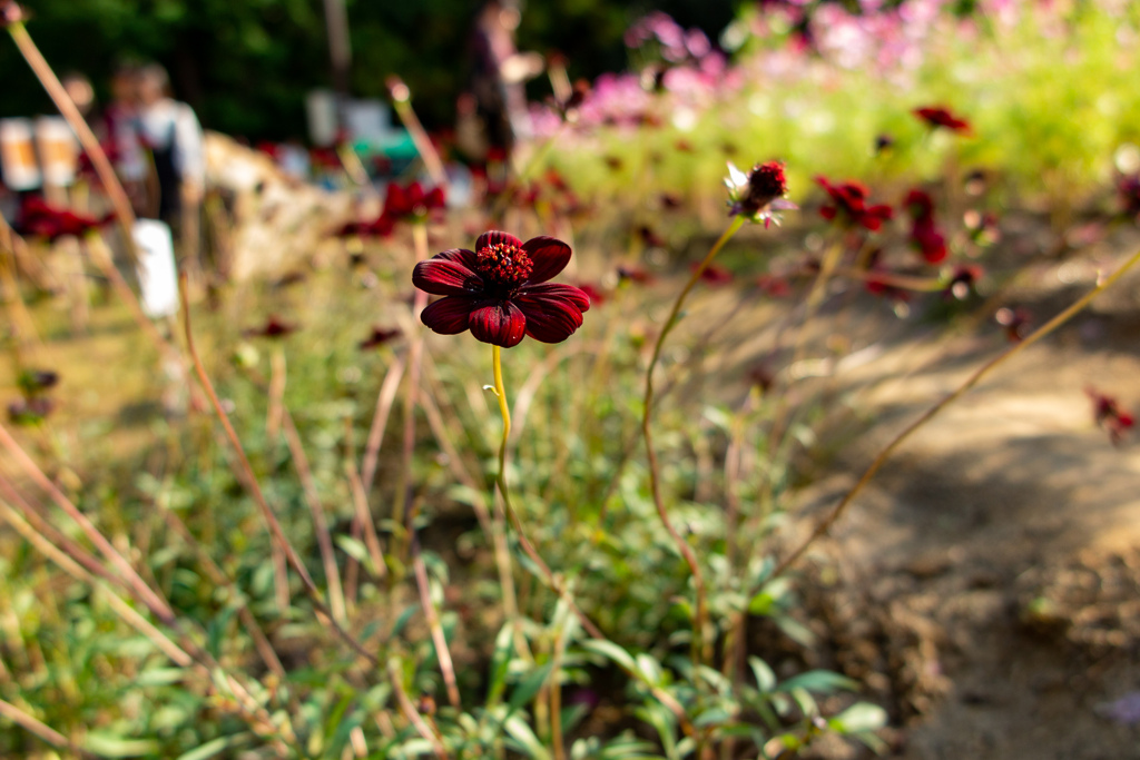 万博記念公園にて秋桜三昧