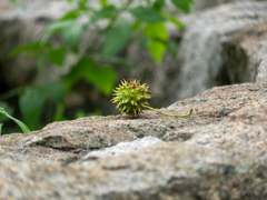 鶴見緑地公園にて