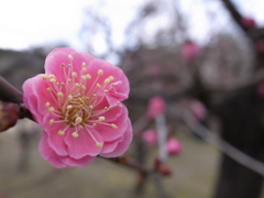 2013_02_09 大阪城公園梅林