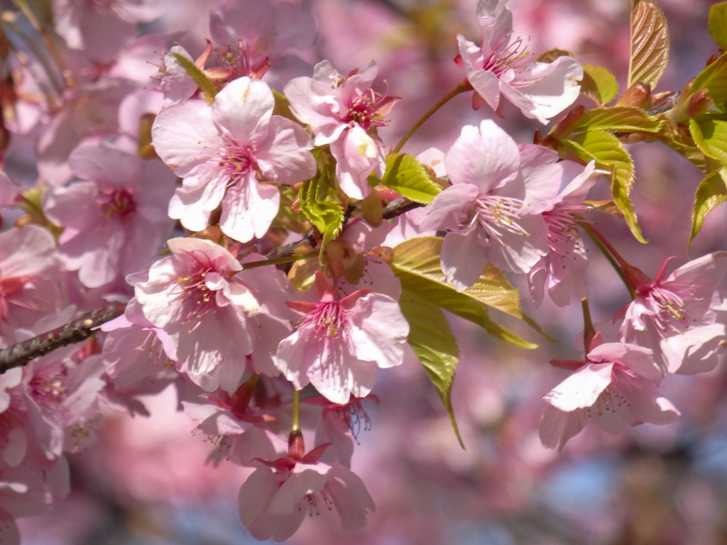 桜咲く