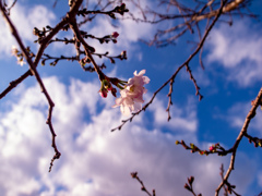 十月桜