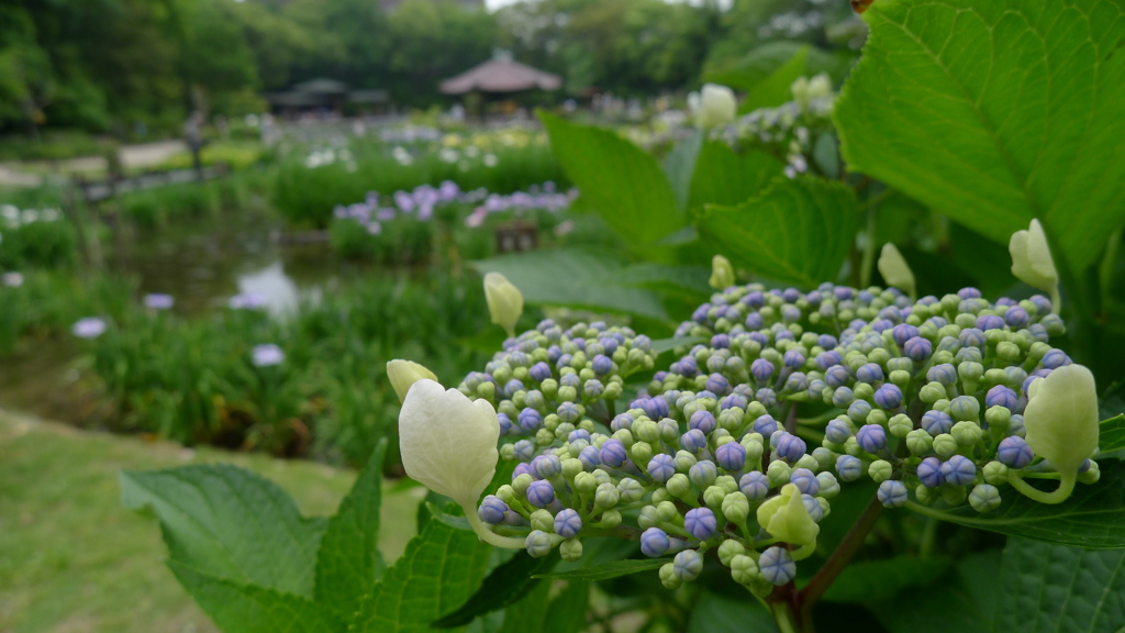 城北菖蒲園にて