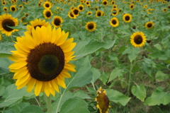 ひまわりがいっぱい