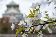 大阪城公園にて