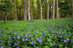 大阪城公園にて