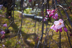 枝垂桜
