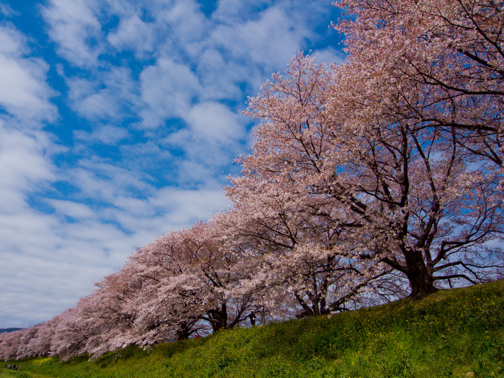 桜景