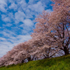 桜景