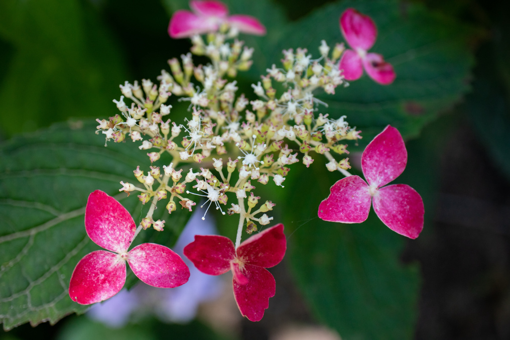 長居植物園にて