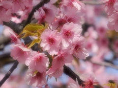 ファンタジックフォーカス