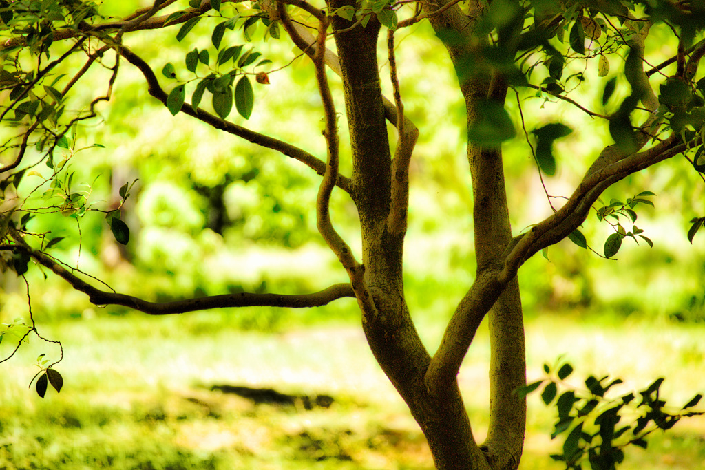 日差しをよけて