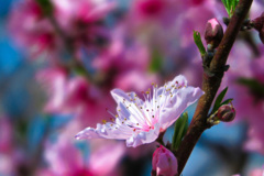 藤田邸跡公園にて