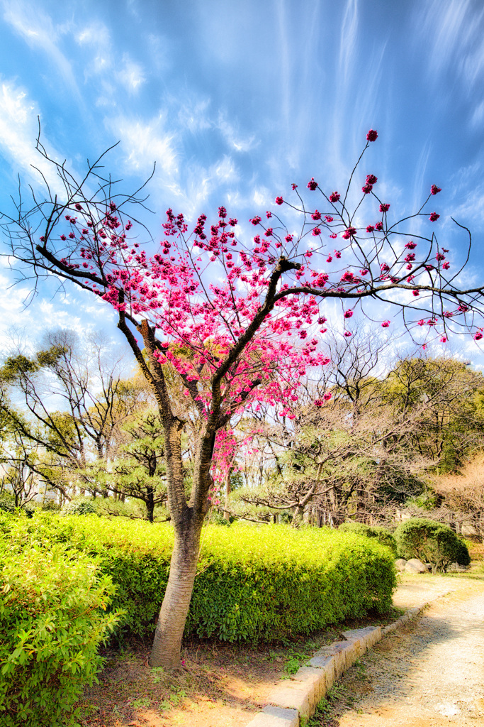 寒緋桜