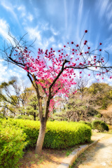 寒緋桜