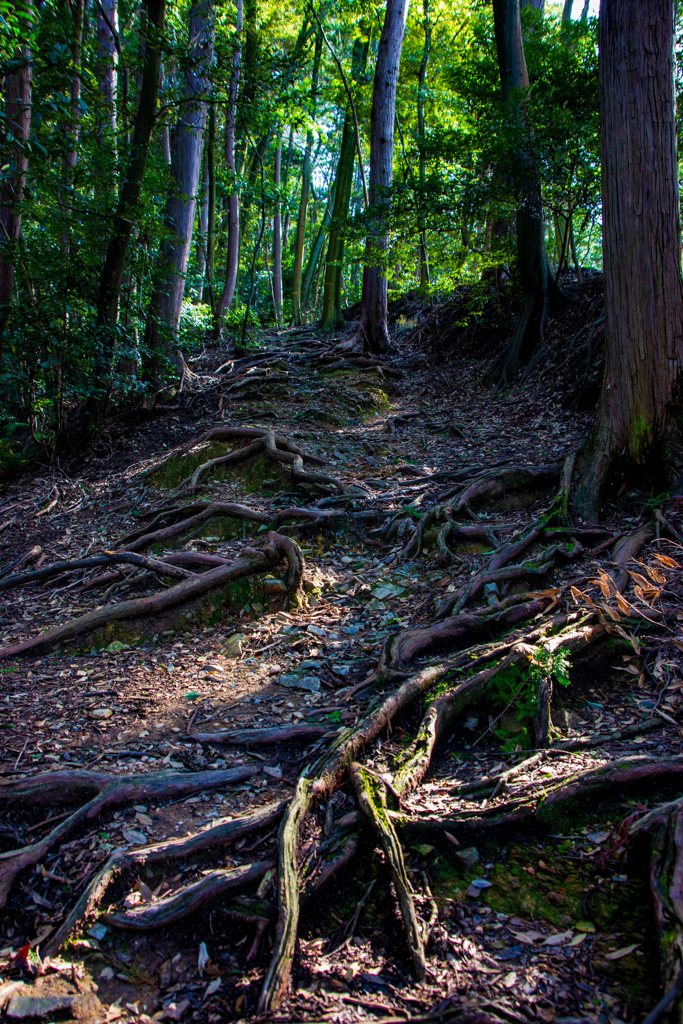木の根道