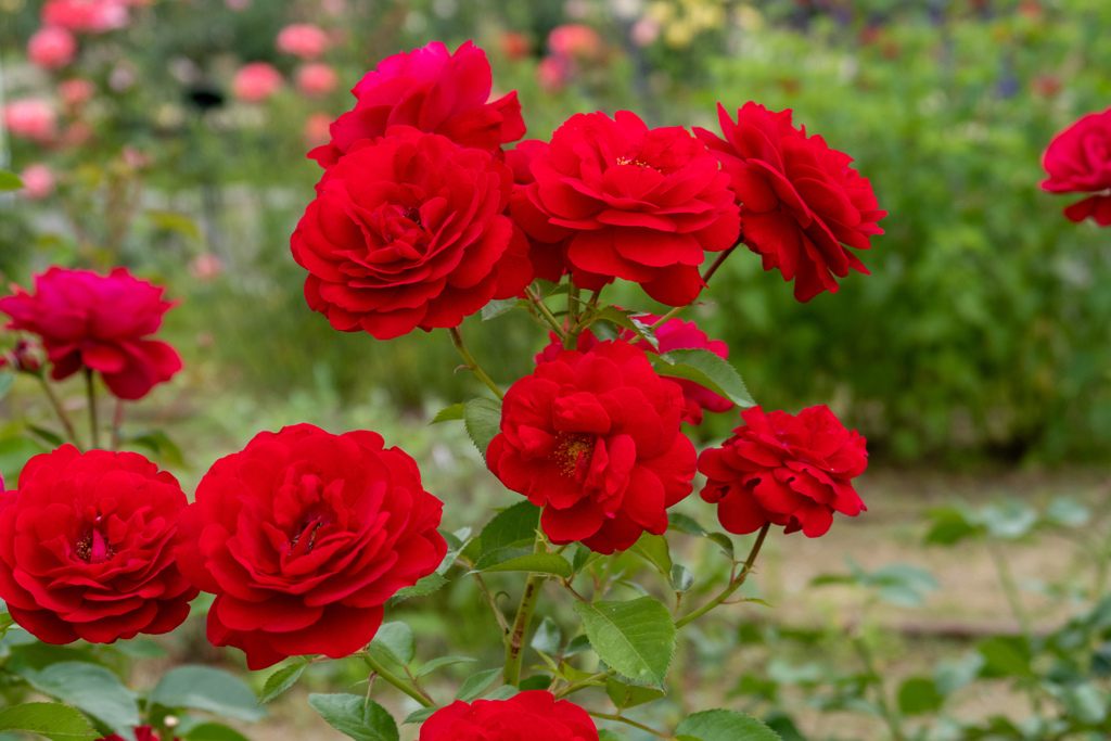 鶴見緑地公園にて