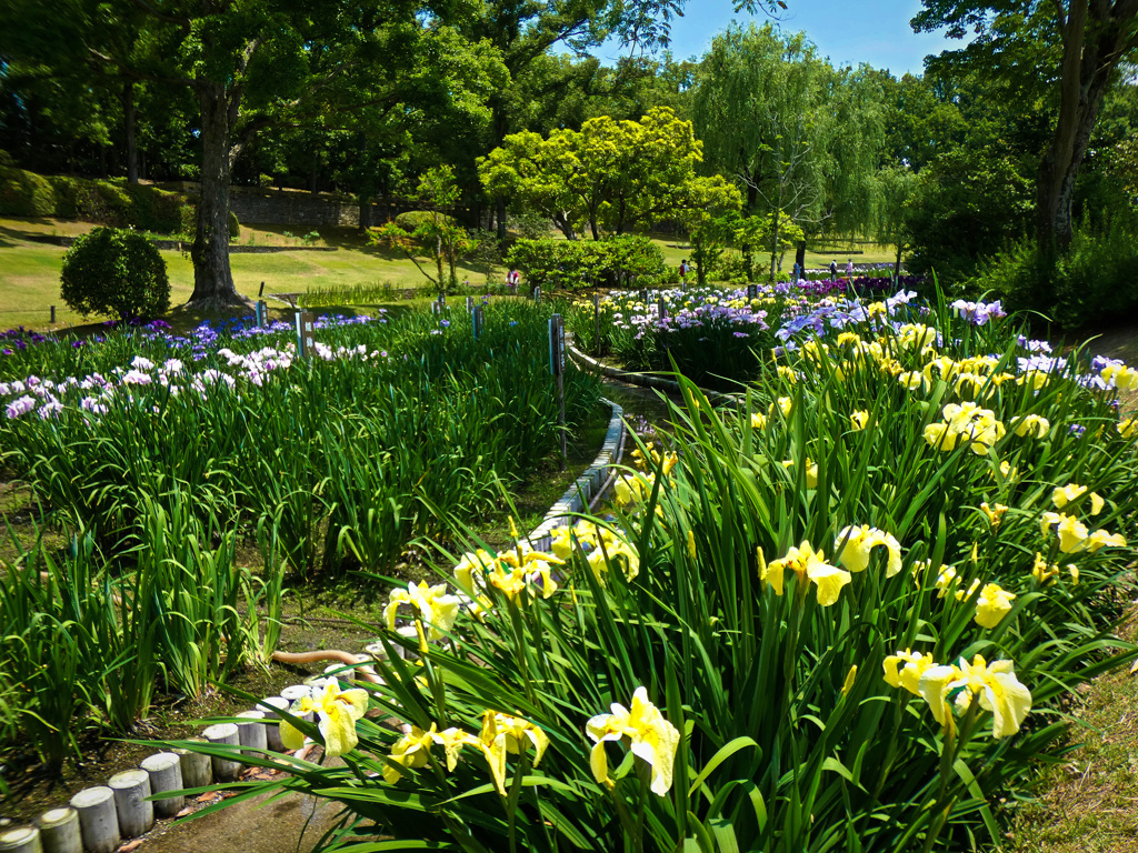 万博記念公園にて
