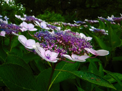 大阪城公園にて