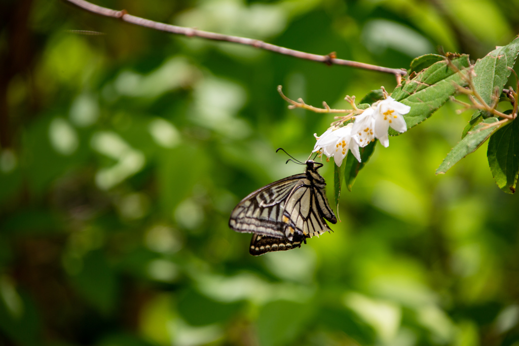 長居植物園にて