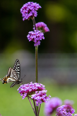 長居植物園にて