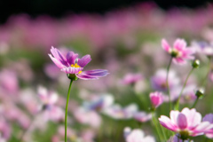 万博記念公園にて秋桜三昧