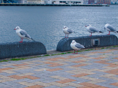 メリケンパークにて