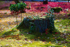 南禅寺にて