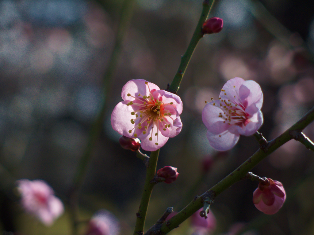 大阪城公園　梅園