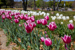 チューリップも色々