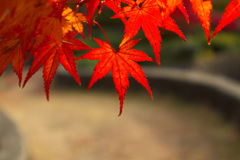 紅葉三昧