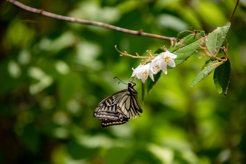 長居植物園にて