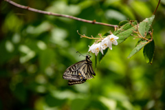 長居植物園にて