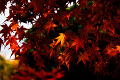 まだまだ紅葉