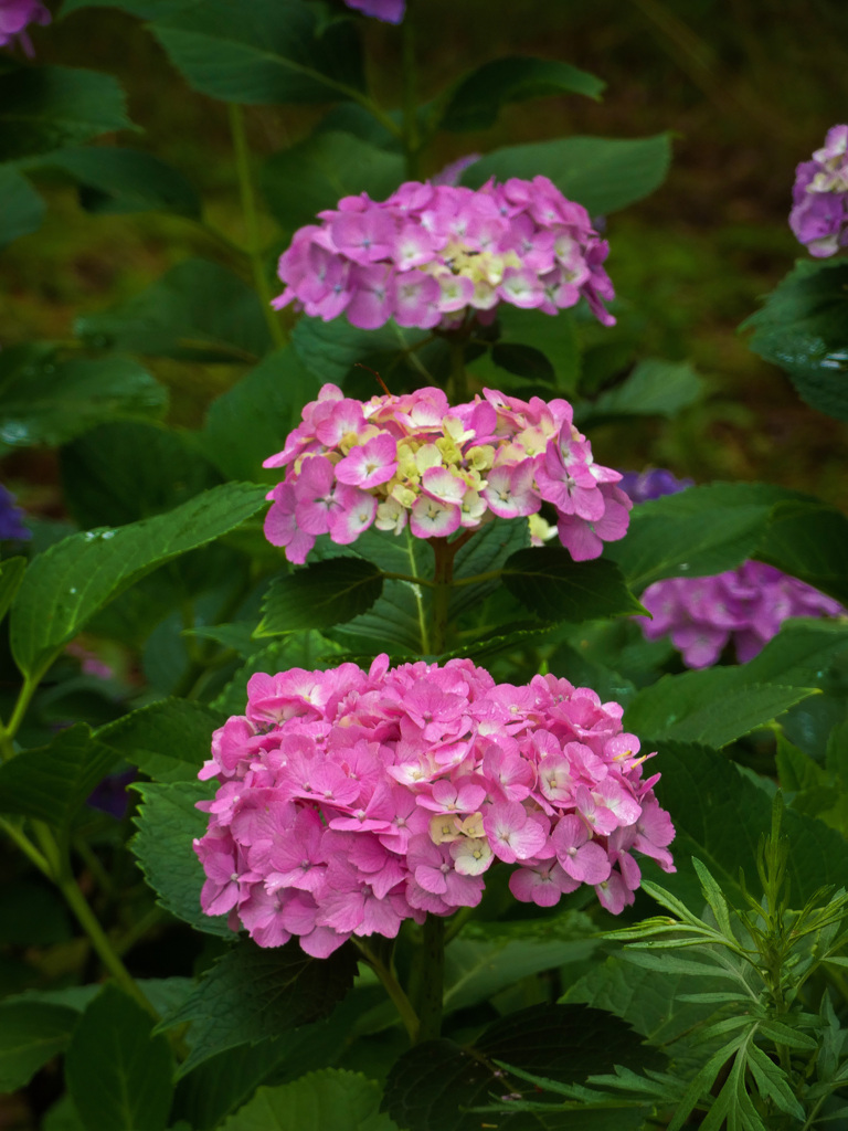 大阪城公園にて