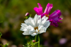 万博記念公園にて秋桜三昧