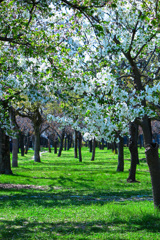 大阪城公園にて