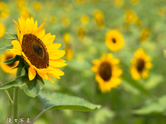 ひまわりフェスタ（万博記念公園）