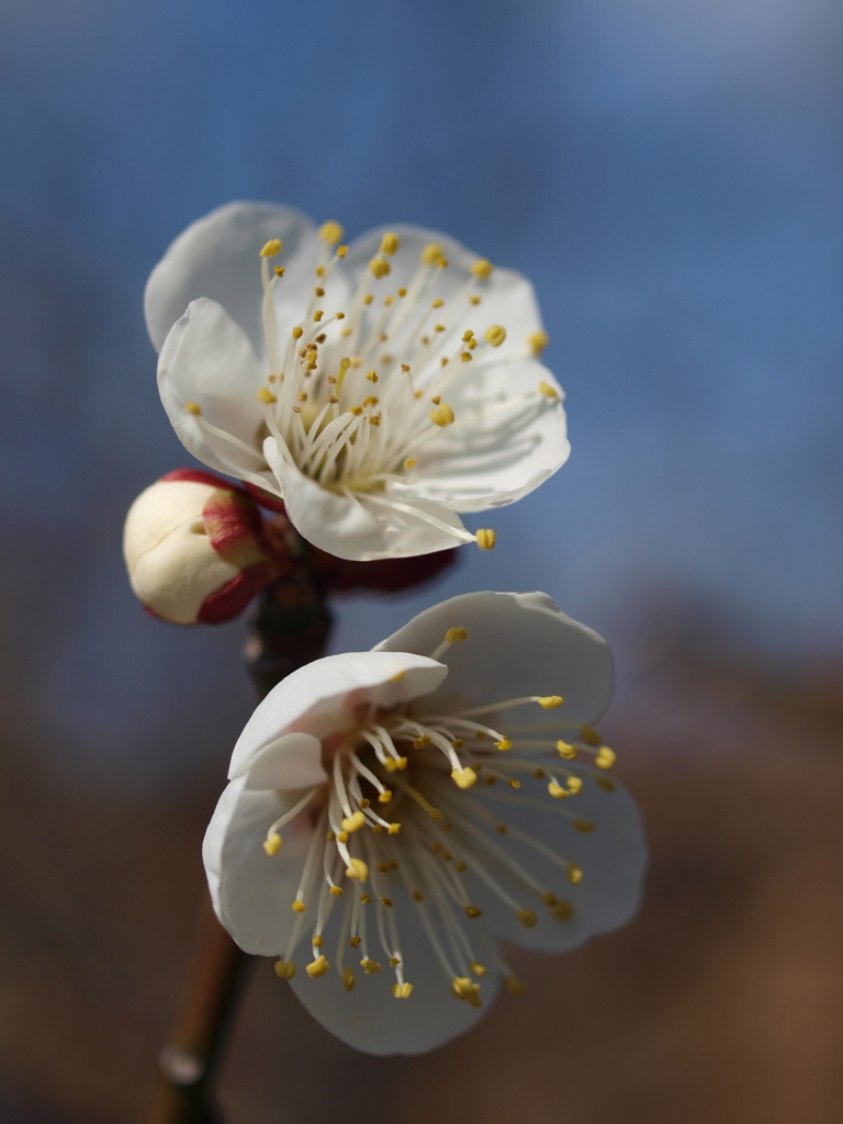 2013_02_10 大阪城公園梅林