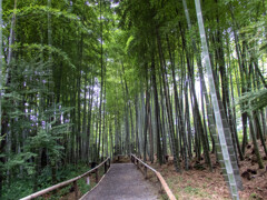 高台寺にて