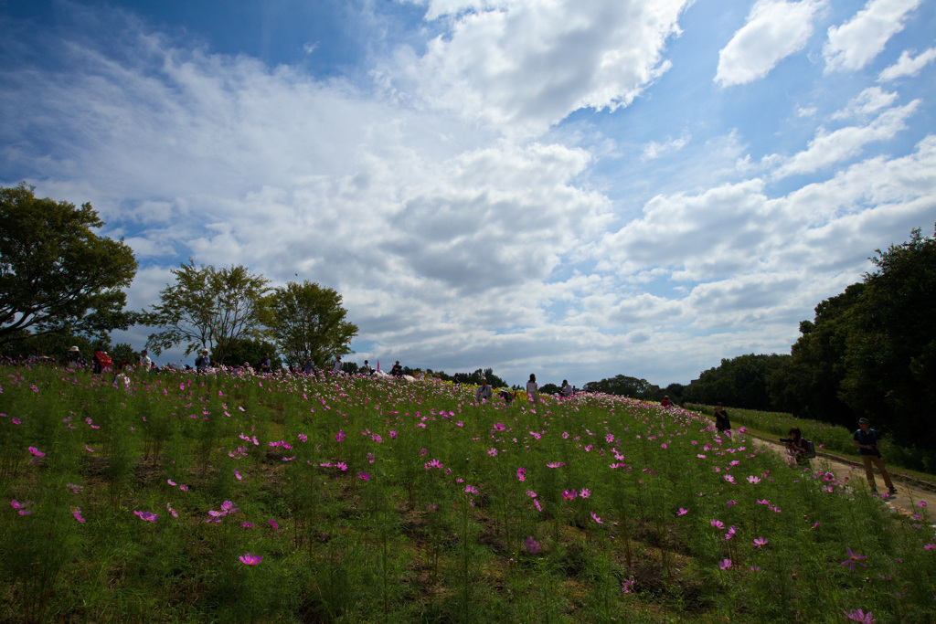 コスモスフェスタ
