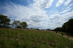 コスモスフェスタ