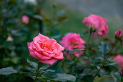 中之島バラ園にて