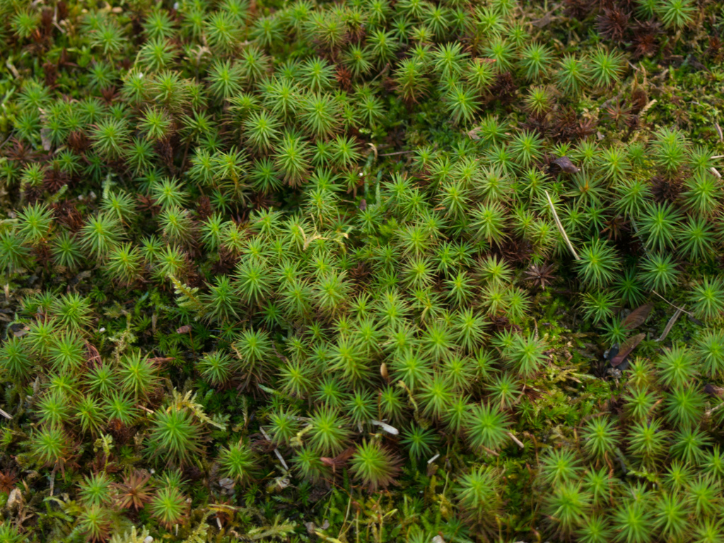 京都　東福寺にて