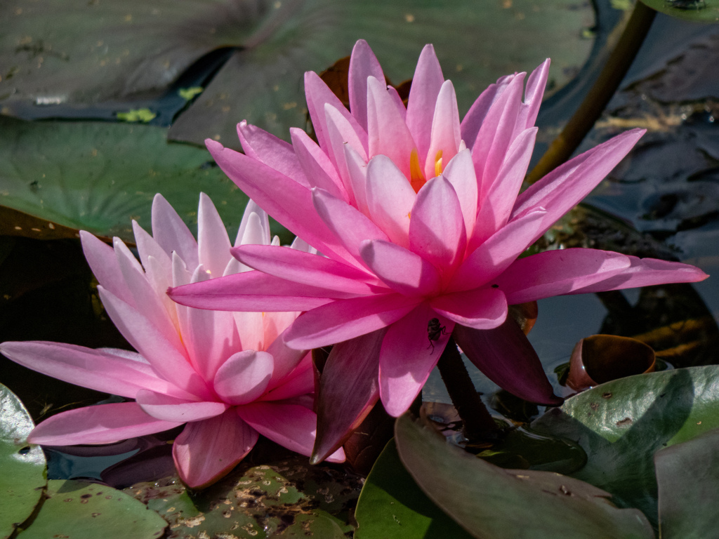 万博記念公園にて